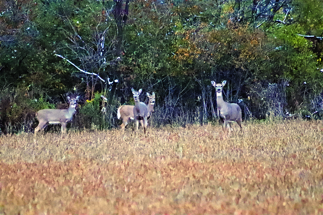 Licensing/registration reminders to keep in mind during the gun deer season